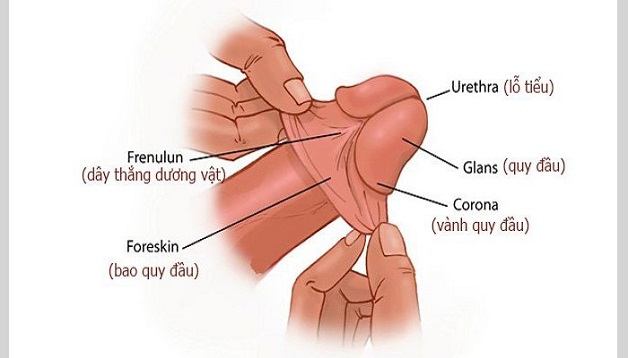 Bao quy đầu bị viêm là gì? Làm sao để biết bao quy đầu bị viêm? 3